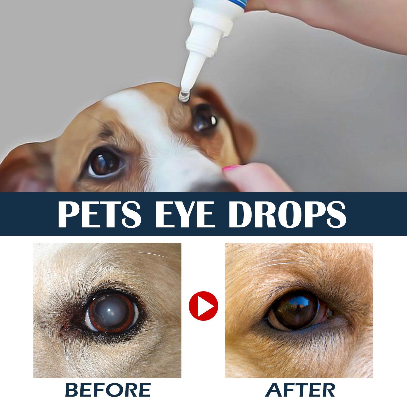 How to apply eye drops to dogs and cats