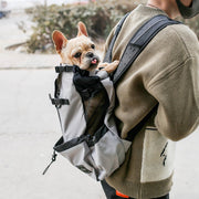 Lifestyle view of gray pet travel backpack worn, Frenchie peeking out.