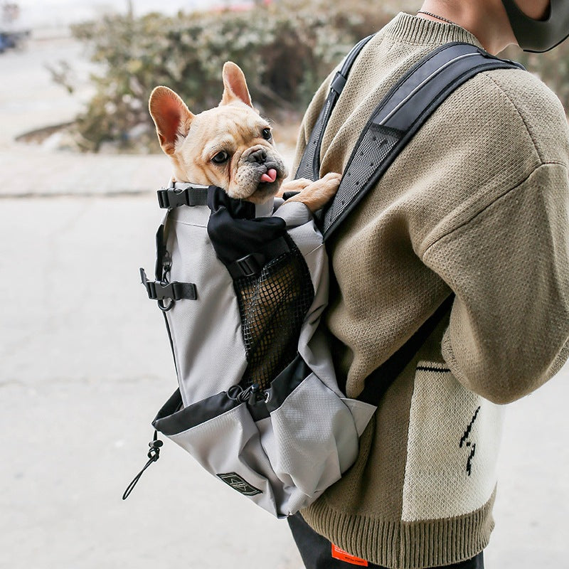 Lifestyle view of gray pet travel backpack worn, Frenchie peeking out.