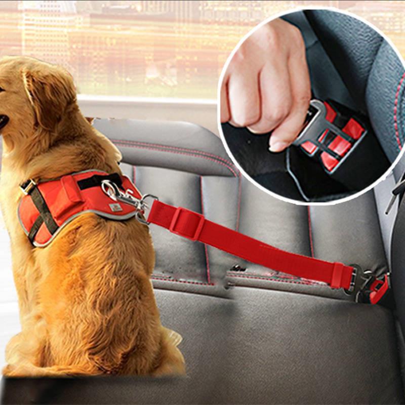 Dog wearing a harness secured to back seat with the tether.