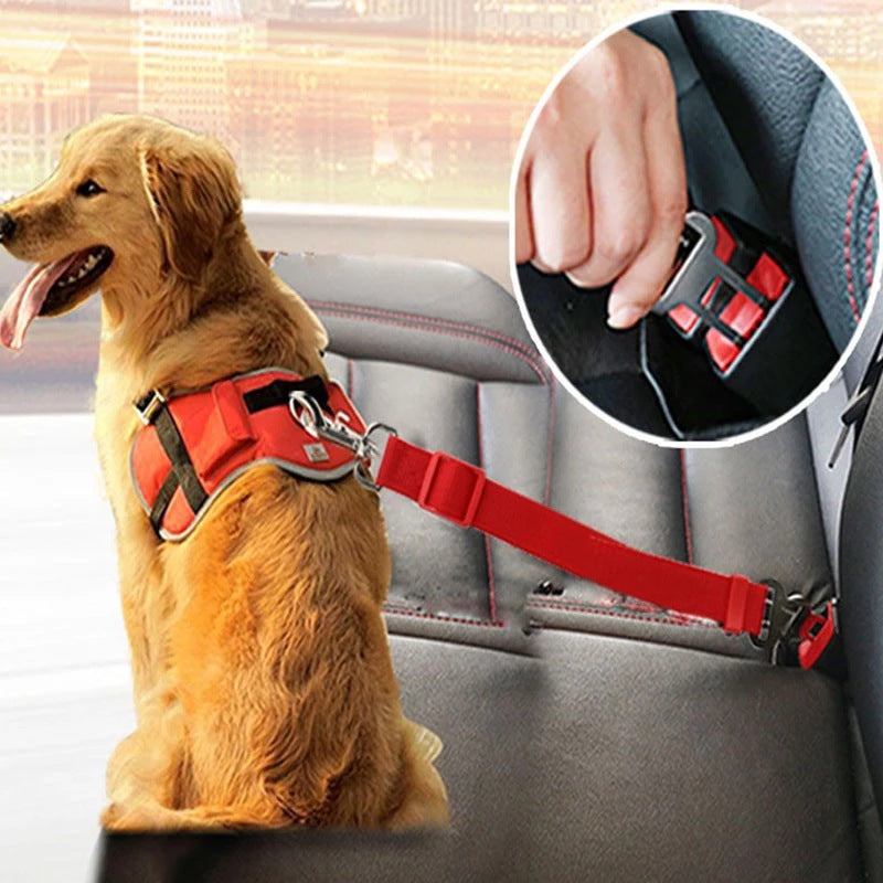 Red car seatbelt tether clipped to rear buckle; dog seated in back seat.