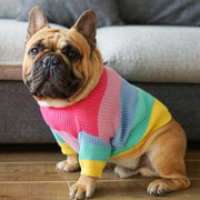  Front close-up of dog in wool rainbow stripe sweater with ribbed neckline.