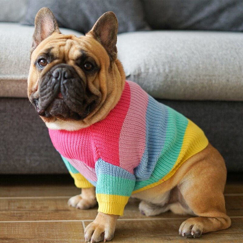  Front close-up of dog in wool rainbow stripe sweater with ribbed neckline.