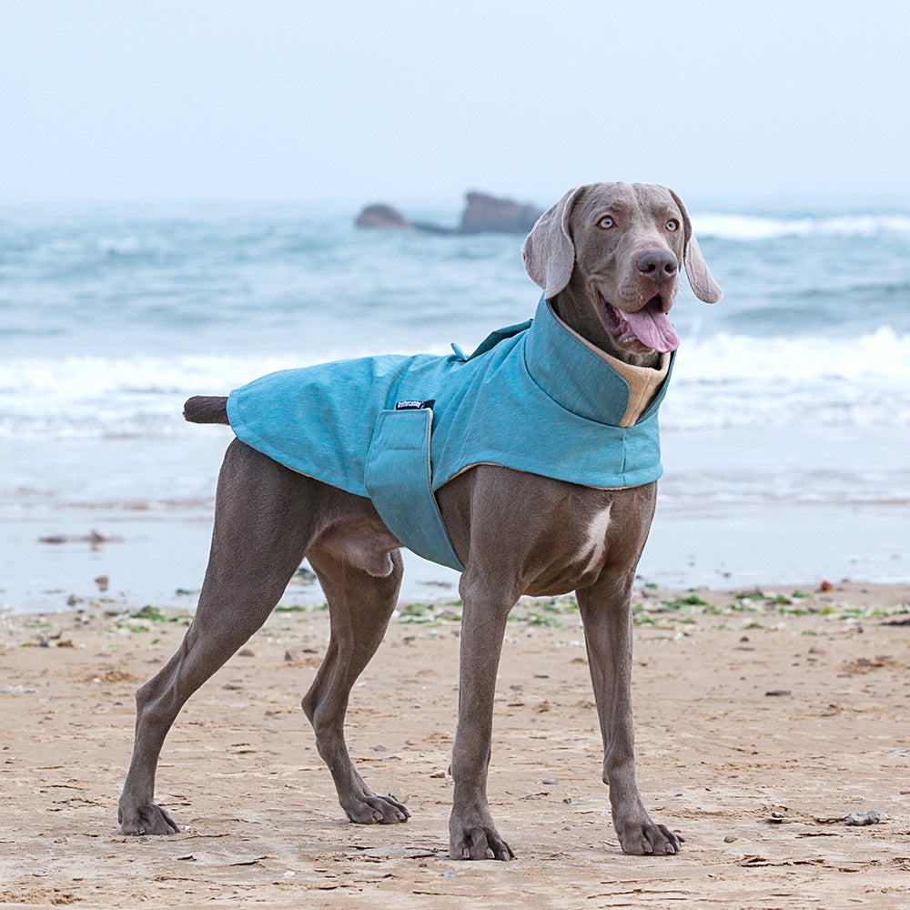 Beach scene—side full view of dog wearing sea-blue high-neck polyester coat with non-restrictive fit.