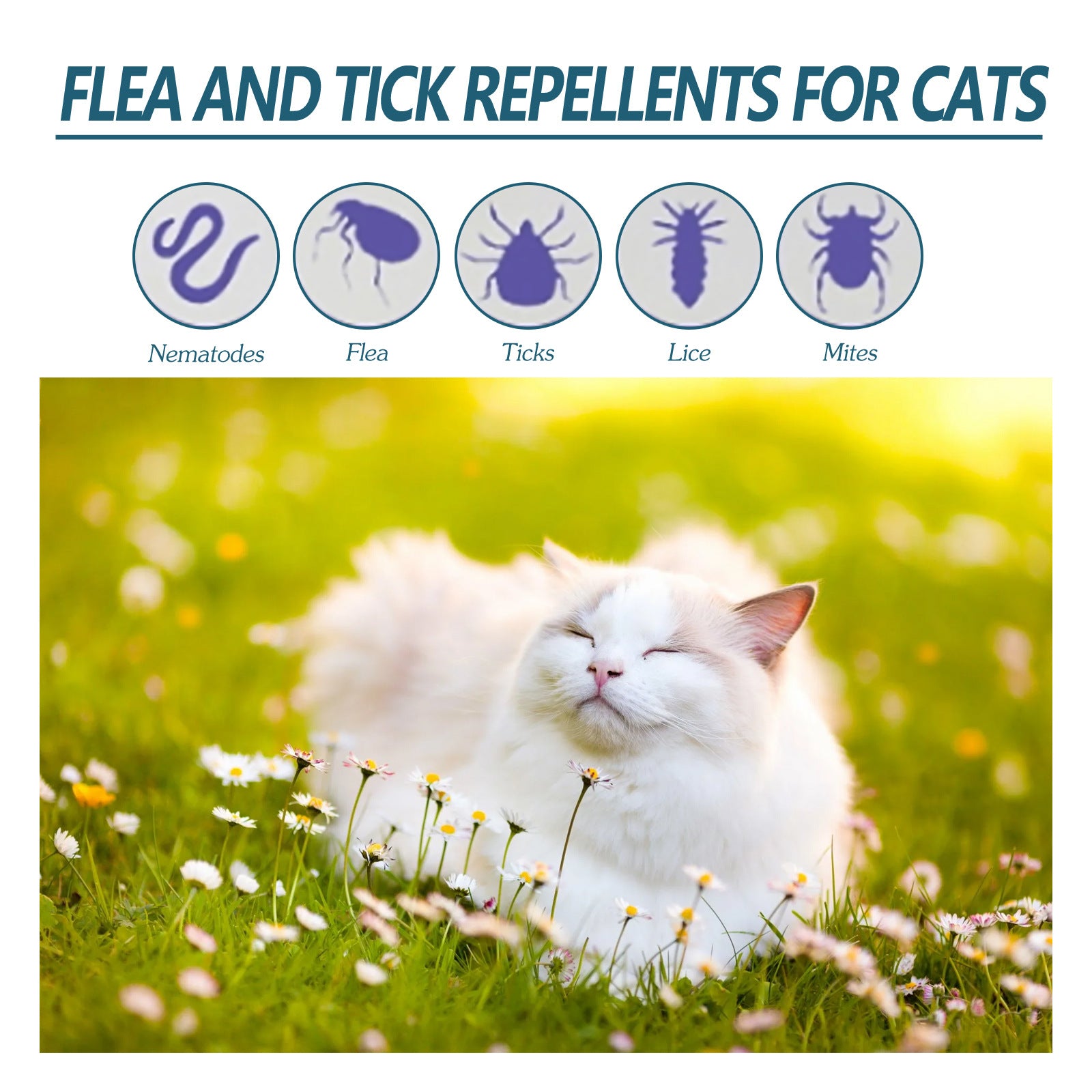 Graphic showing common pests cats may encounter (fleas, ticks, mites, lice)