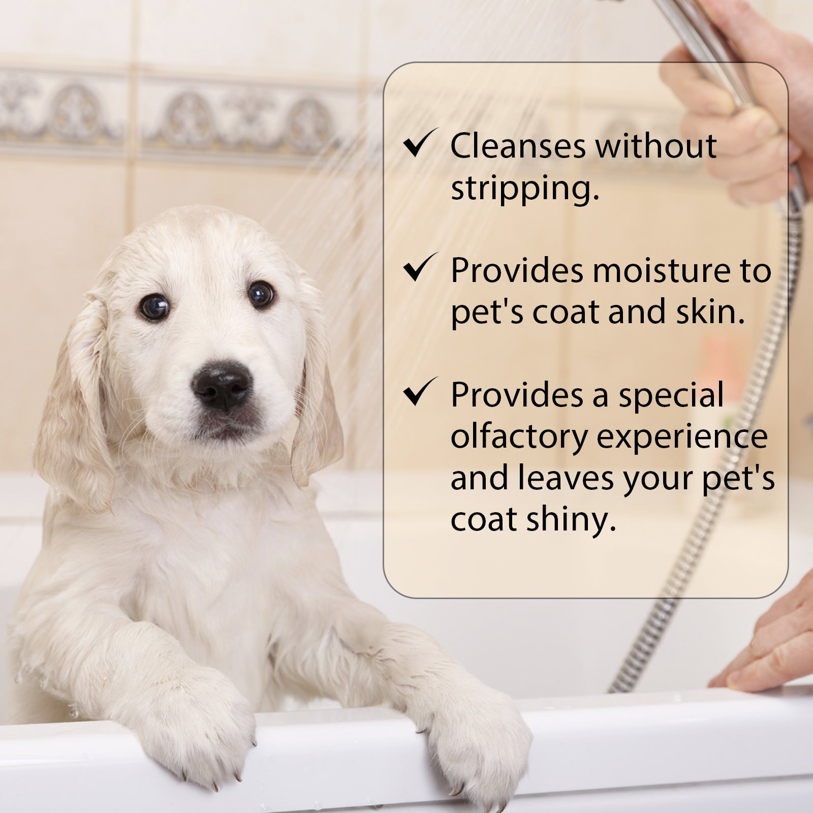 Pet care graphic showing common coat concerns like dull fur and odor buildup