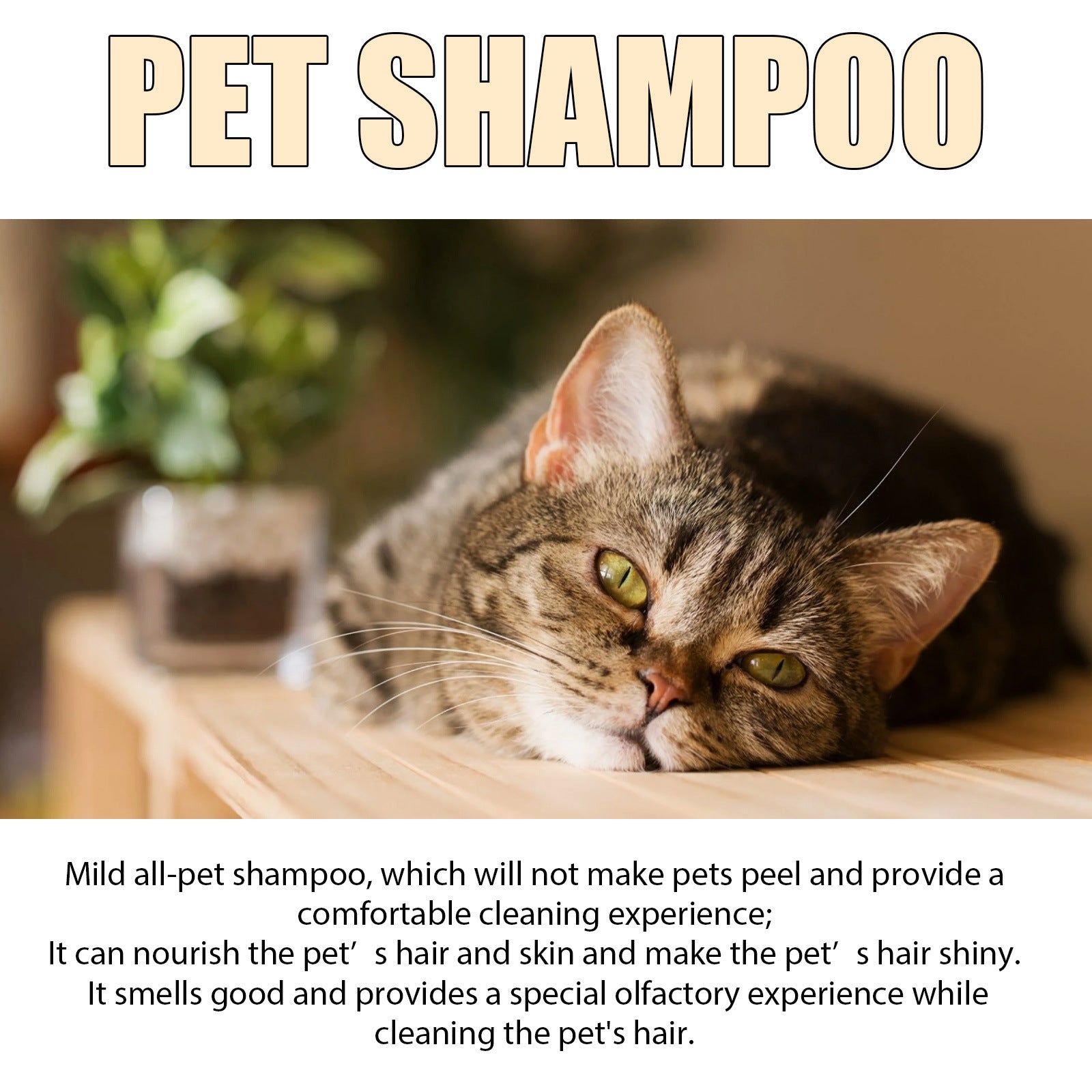 Cat photo used for pet shampoo messaging about soft and shiny coat