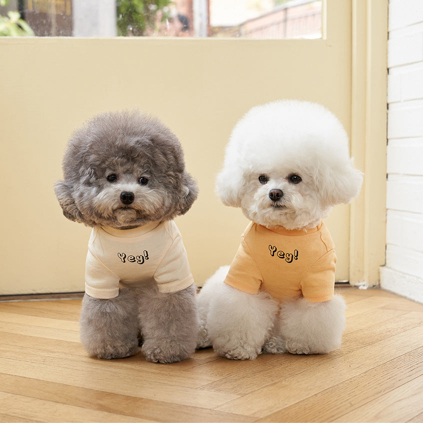 Lifestyle shot — pet wearing PawGear cotton tee resting by a window, INS-style home scene.