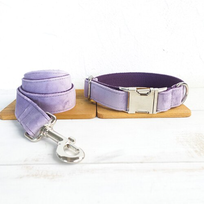 Close-up of metal quick-release buckle on lavender collar