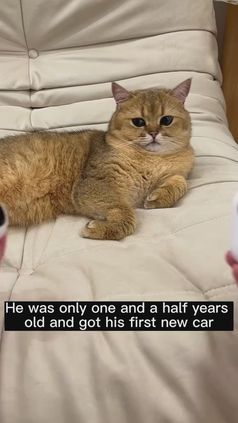 Multi-surface compatibility—smooth run on hard floors and tiles.