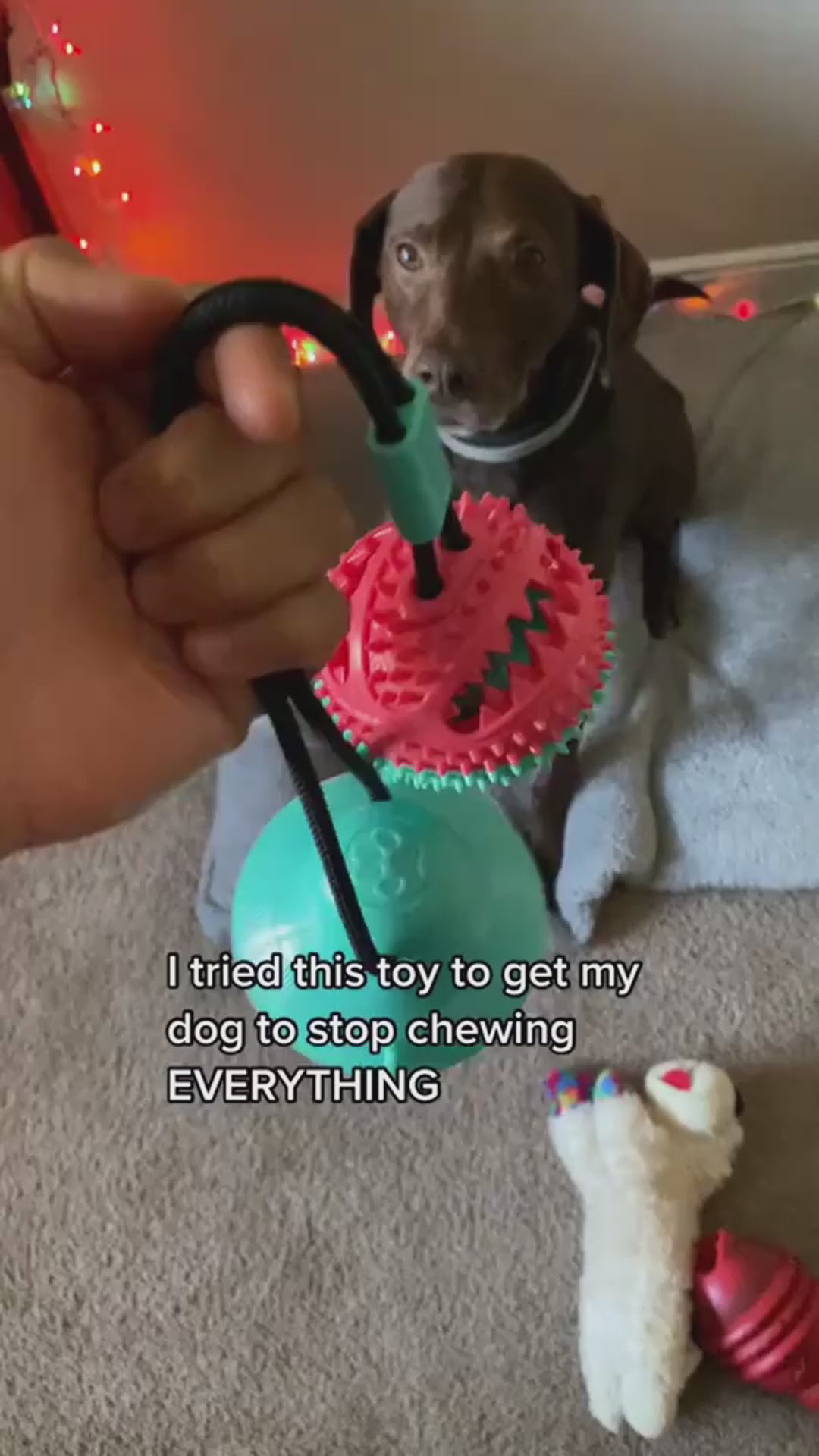 Load video: PawGear Suction Tug Chew Ball